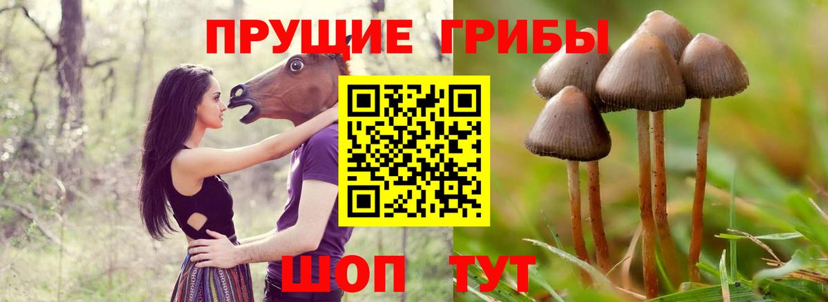 Псилоцибиновые грибы Psilocybe Петропавловск-Камчатский